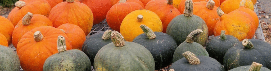 Various brightly coloured pumpkins